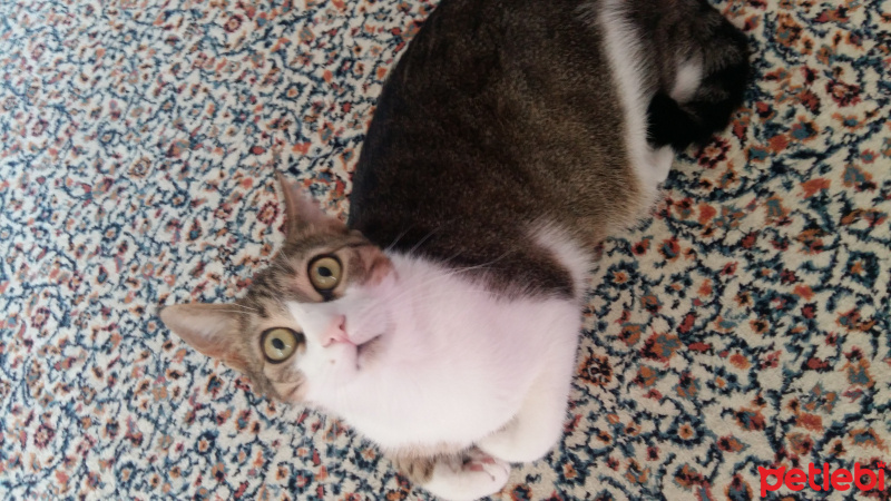 Tekir Kedi, Kedi  Kıpır fotoğrafı