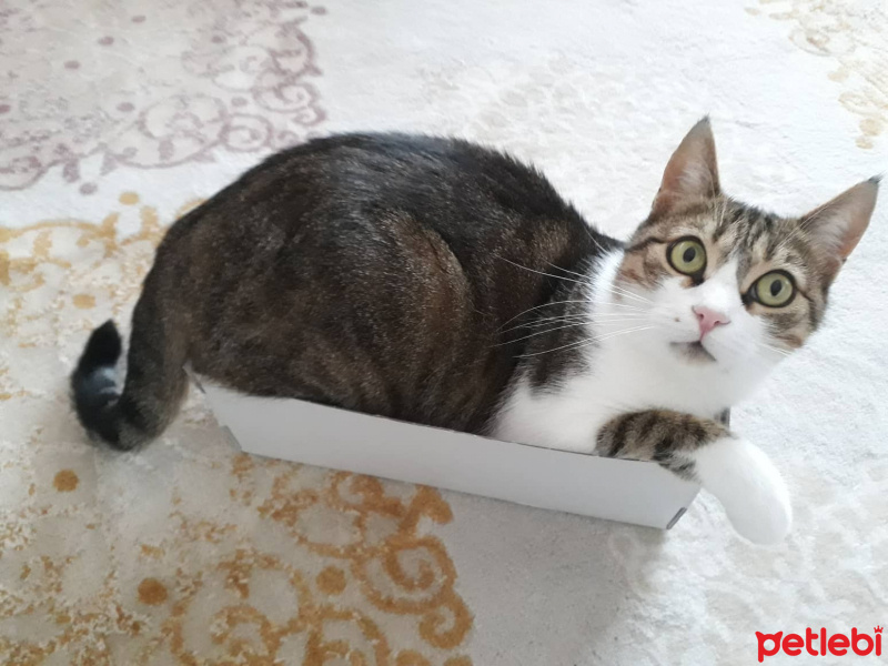 Tekir Kedi, Kedi  Kıpır fotoğrafı