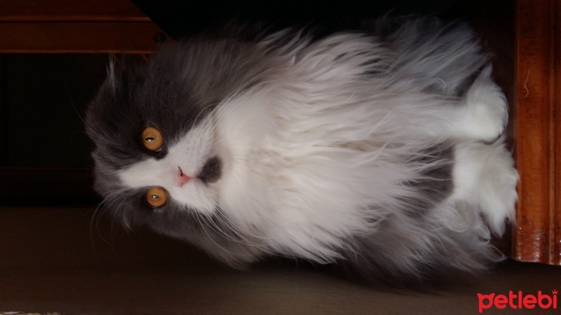 Scottish Fold, Kedi  Padme (Padilik) fotoğrafı