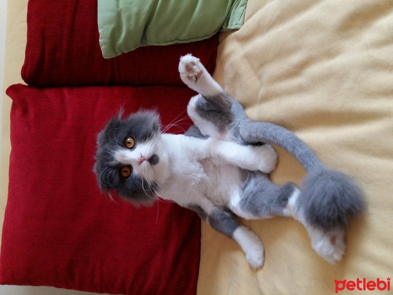 Scottish Fold, Kedi  Padme (Padilik) fotoğrafı