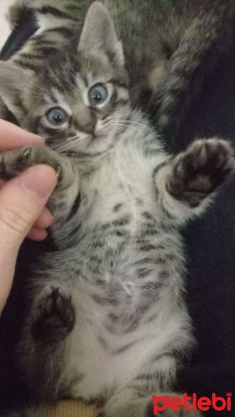 Tekir Kedi, Kedi  Luna fotoğrafı