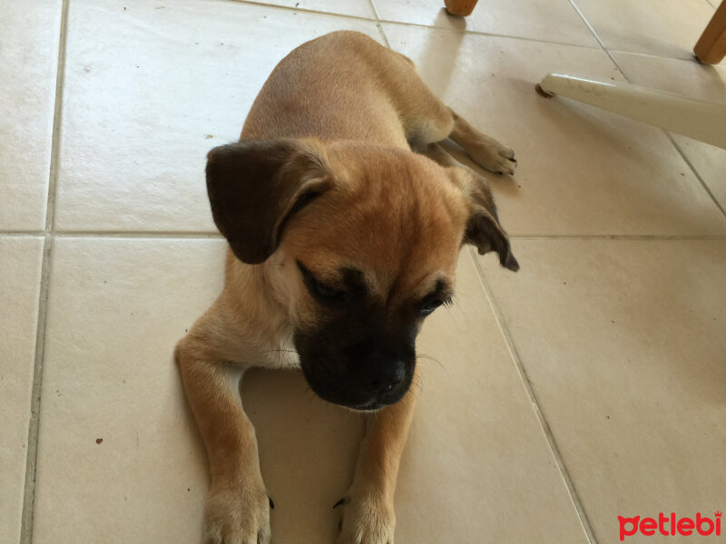 Pug, Köpek  Angel fotoğrafı