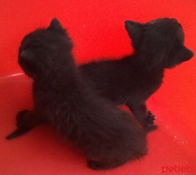 British Shorthair, Kedi  BULUT fotoğrafı