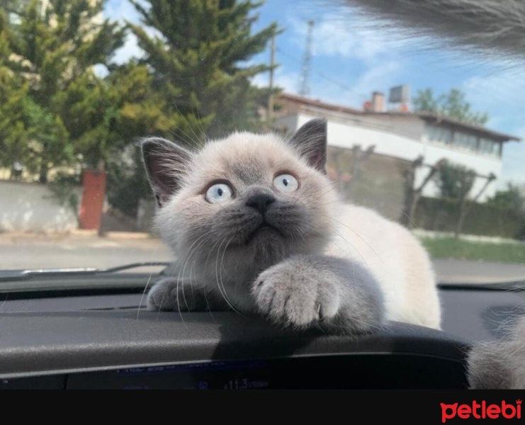 British Longhair, Kedi  Şila fotoğrafı