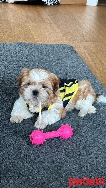 Shih Tzu, Köpek  Gofret fotoğrafı