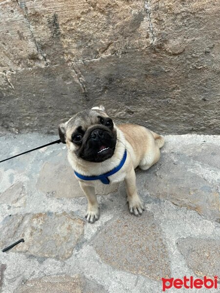 Pug, Köpek  Pug fotoğrafı