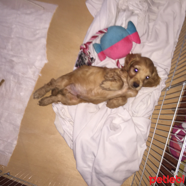 İngiliz Cocker Spaniel, Köpek  Concon fotoğrafı