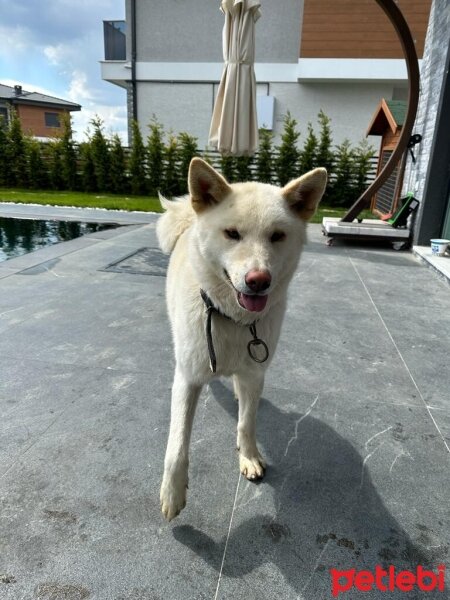 Akita İnu, Köpek  Mia fotoğrafı