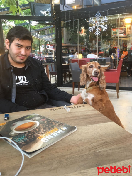 Amerikan Cocker Spaniel, Köpek  Balım fotoğrafı