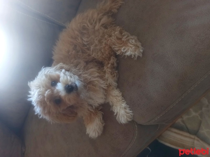 Poodle (Minyatür Kaniş), Köpek  Badem fotoğrafı