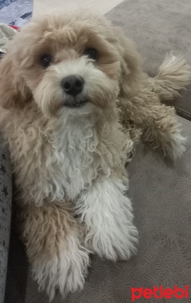 Poodle (Minyatür Kaniş), Köpek  Badem fotoğrafı