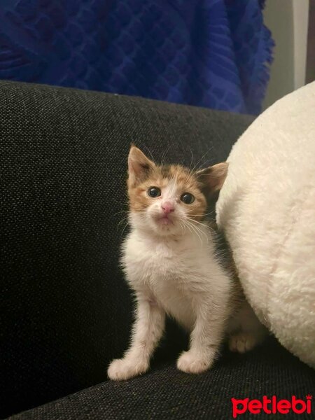 American Wirehair, Kedi  Karma fotoğrafı