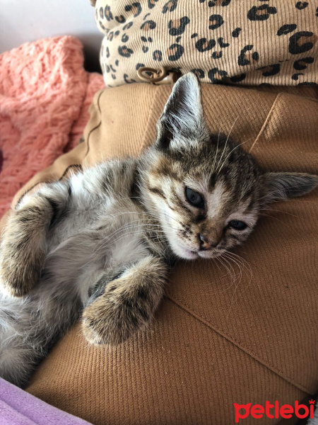 Tekir Kedi, Kedi  Tekir kedi erkek fotoğrafı