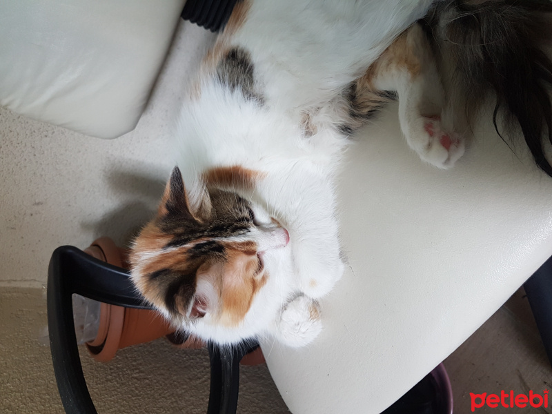 Norwegian Forest, Kedi  Müjgan fotoğrafı