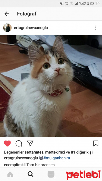 Norwegian Forest, Kedi  Müjgan fotoğrafı