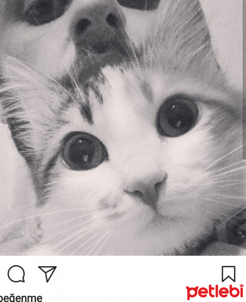 Norwegian Forest, Kedi  Müjgan fotoğrafı