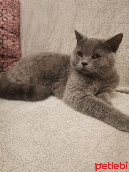 British Shorthair, Kedi  Duman fotoğrafı