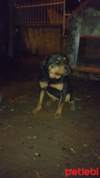 Rottweiler, Köpek  Cesy fotoğrafı