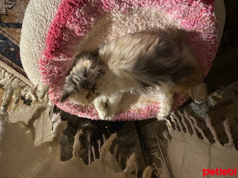 İran Kedisi (Persian), Kedi  Şila fotoğrafı