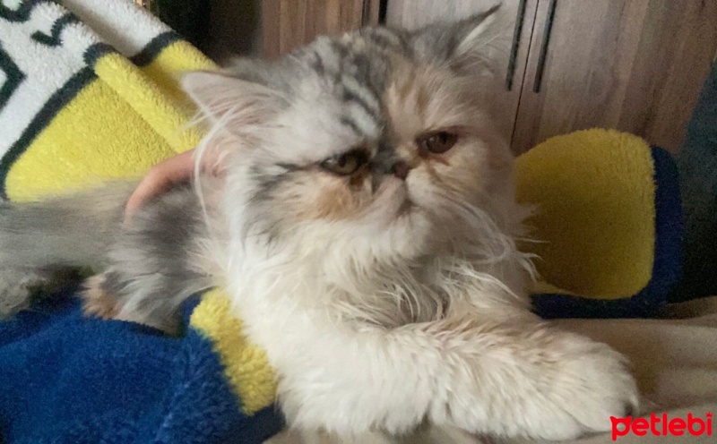 İran Kedisi (Persian), Kedi  Şila fotoğrafı