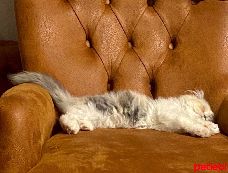 İran Kedisi (Persian), Kedi  Şila fotoğrafı