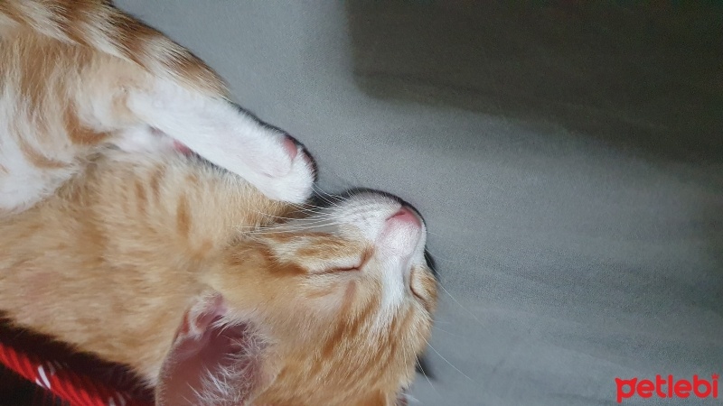 Sarman, Kedi  Tarçın fotoğrafı