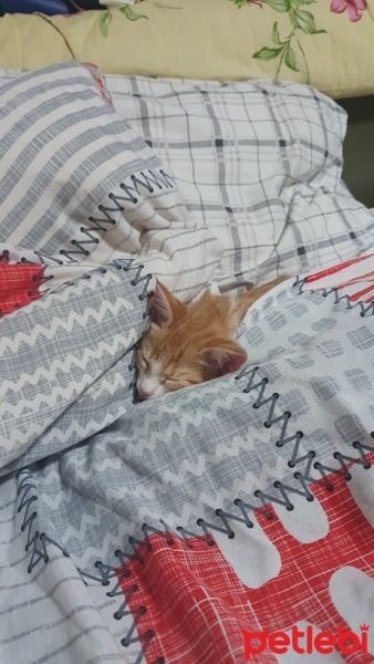 Sarman, Kedi  Tarçın fotoğrafı
