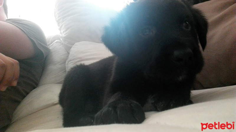Labrador Retriever, Köpek  Gece fotoğrafı