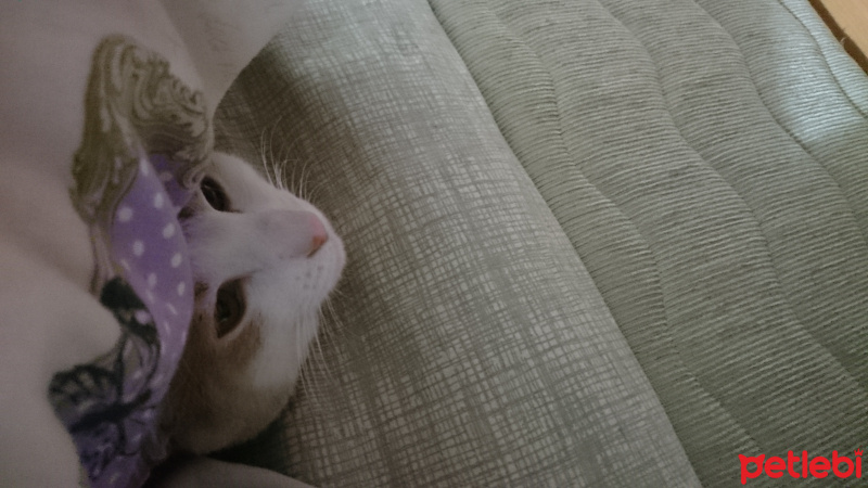 Tekir Kedi, Kedi  Tekir fotoğrafı