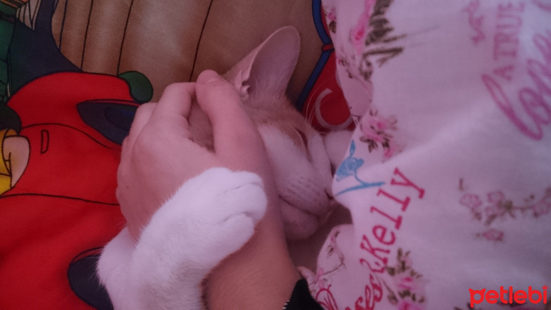 Tekir Kedi, Kedi  Tekir fotoğrafı