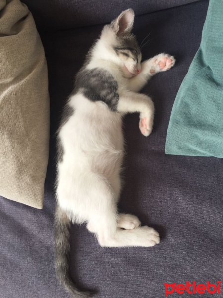 Tekir Kedi, Kedi  susam fotoğrafı