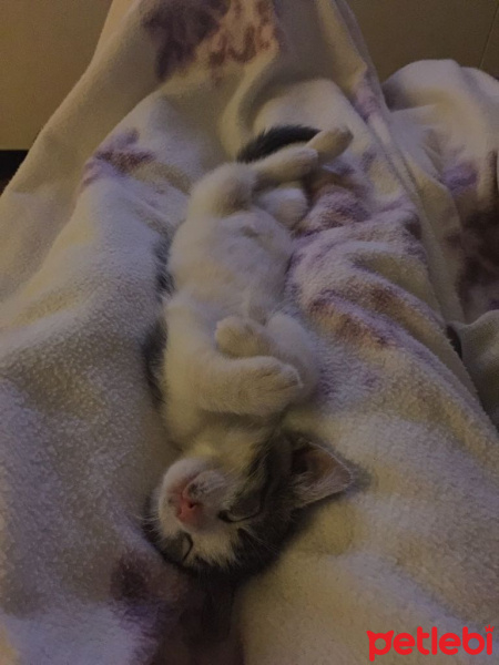 Tekir Kedi, Kedi  susam fotoğrafı