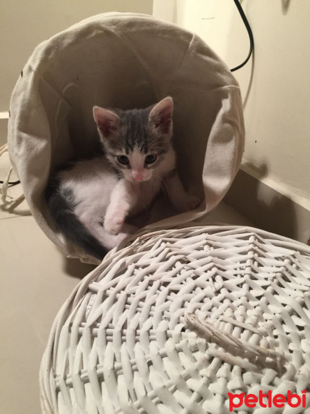 Tekir Kedi, Kedi  susam fotoğrafı