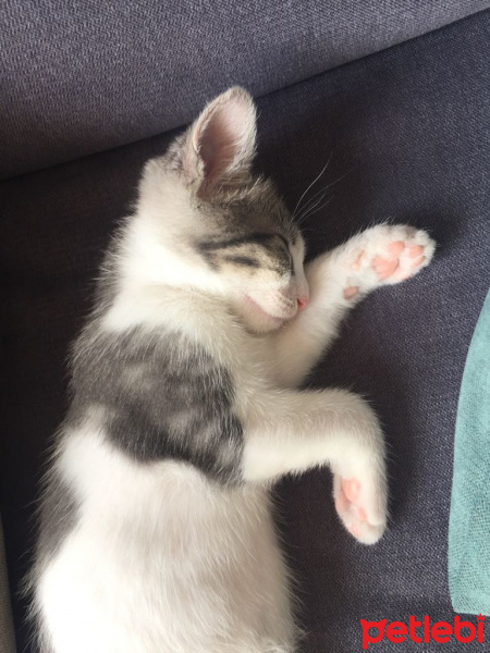 Tekir Kedi, Kedi  susam fotoğrafı