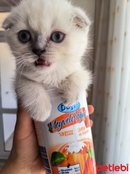 Scottish Fold, Kedi  hulusi fotoğrafı