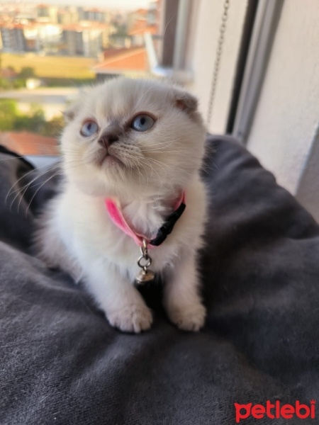 Scottish Fold, Kedi  hulusi fotoğrafı