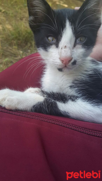Tuxedo (Smokin) Kedi, Kedi  Lost fotoğrafı