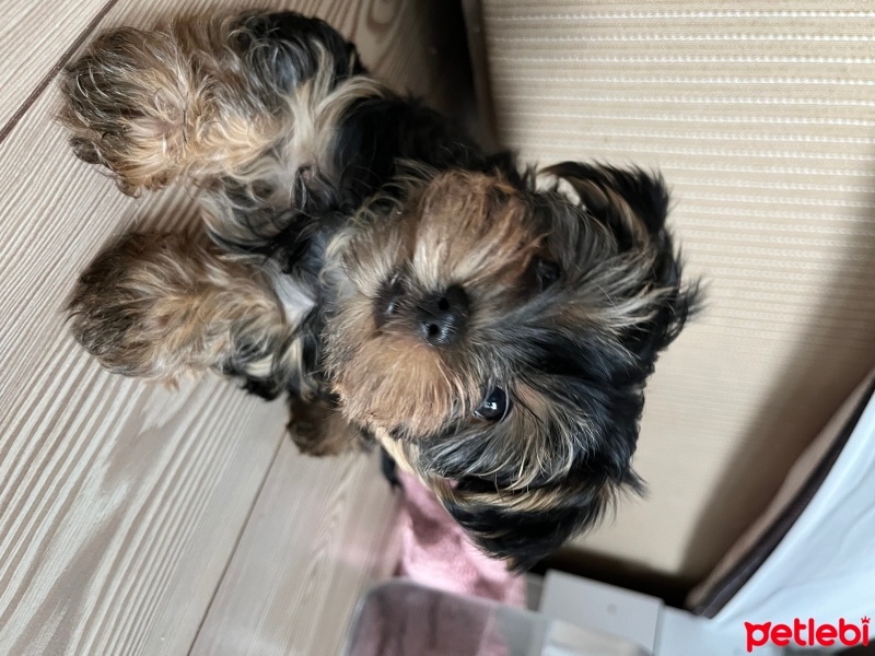 Yorkshire Terrier, Köpek  Pablo fotoğrafı