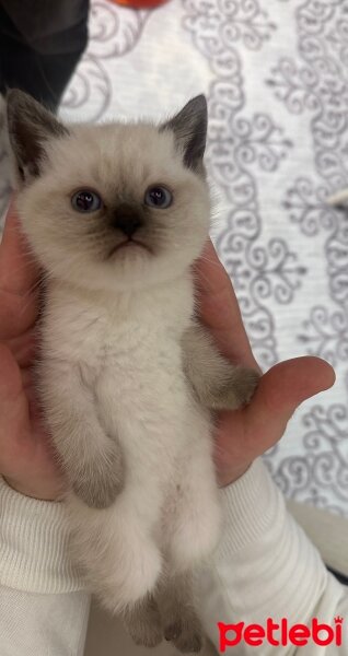 British Shorthair, Kedi  Pablo fotoğrafı