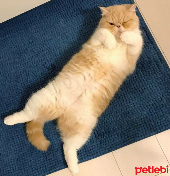 Exotic Shorthair, Kedi  Tina fotoğrafı