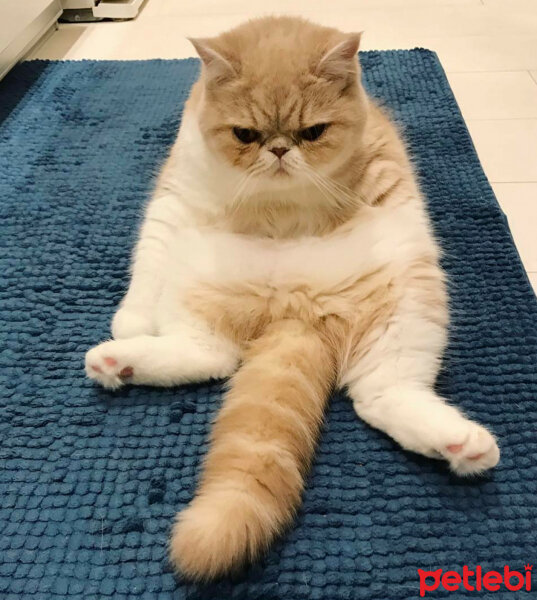 Exotic Shorthair, Kedi  Tina fotoğrafı