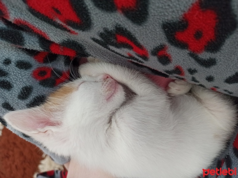 Tekir Kedi, Kedi  Müezza ( Dürümcük ) fotoğrafı