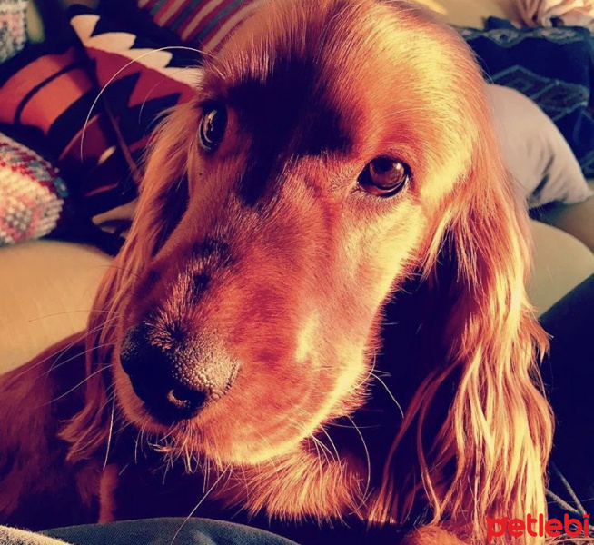 Field Spaniel, Köpek  Karamel  fotoğrafı