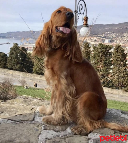 Field Spaniel, Köpek  Karamel fotoğrafı