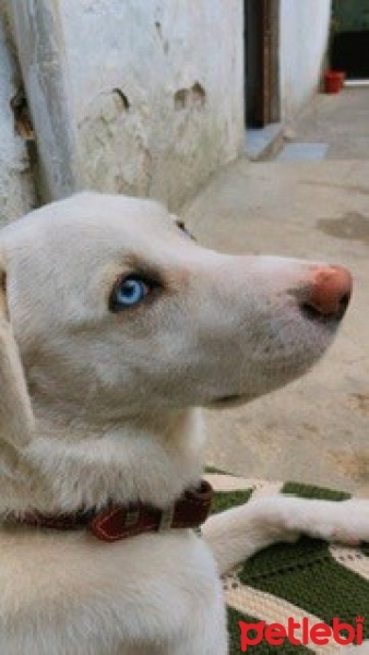 Akbaş, Köpek  Atlas fotoğrafı