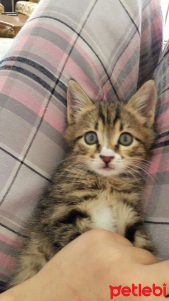 Tekir Kedi, Kedi  Çakıl fotoğrafı