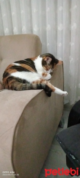 Tekir Kedi, Kedi  Lokum fotoğrafı