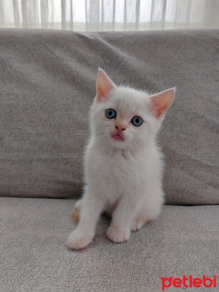 British Shorthair, Kedi  pamuk fotoğrafı