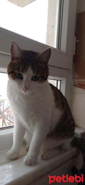 Tekir Kedi, Kedi  Pamuk fotoğrafı