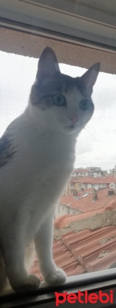 Tekir Kedi, Kedi  Pamuk fotoğrafı